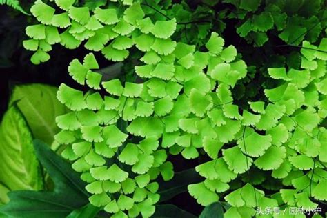 陰性植物|陰生植物(インセイショクブツ)とは？ 意味や使い方